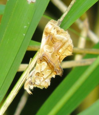 Moonseed Moth
