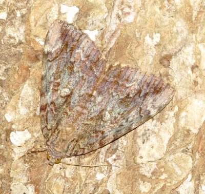  Betrothed Underwing Moth