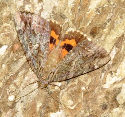  Betrothed Underwing Moth