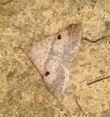 Bent-Winged Owlet