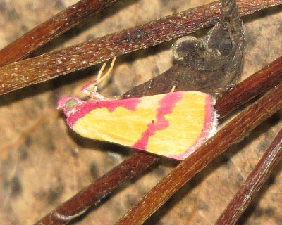 Ernestine's Moth