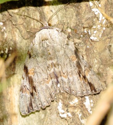 Sad Underwing Moth