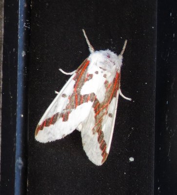 Red-Tailed Specter Moth