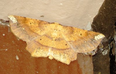 Deep Yellow Euchlaena Moth