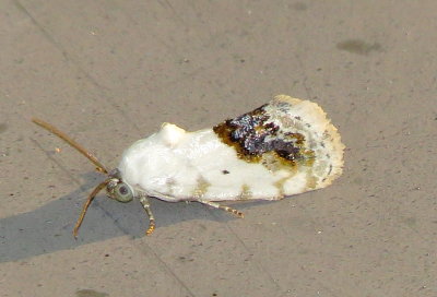 Small Bird-Dropping Moth