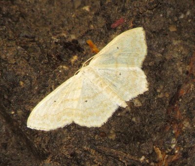 Unidentified Moth