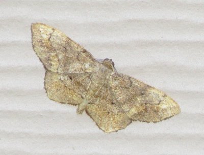 Unidentified Moth