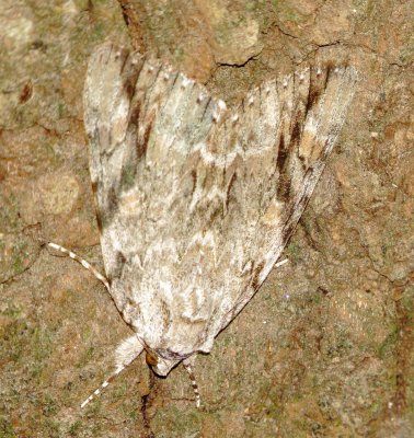 Sad Underwing Moth
