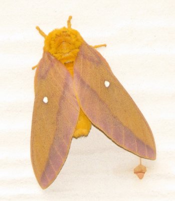 Pink-Striped Oakworm Moth