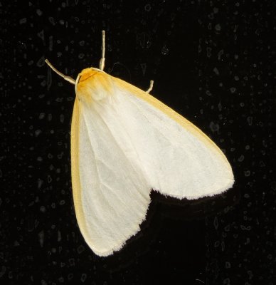 Delicate Cycnia Moth