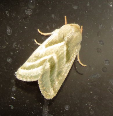 Three-Lined Flower Moth