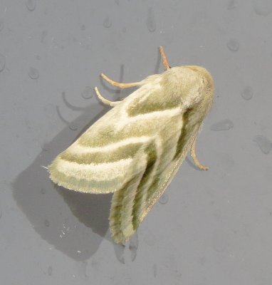 Three-Lined Flower Moth
