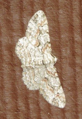 Brown-Shaded Gray