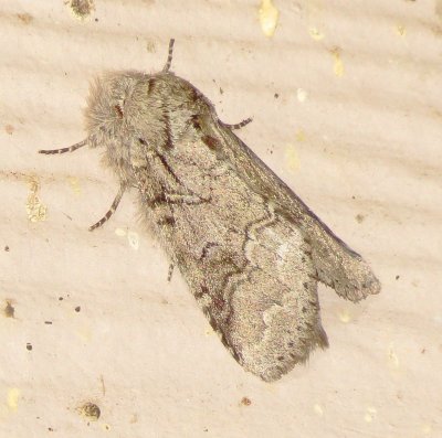 Double-Lined Prominent Moth