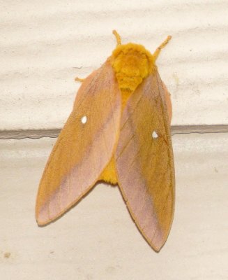 Pink-Striped Oakworm Moth