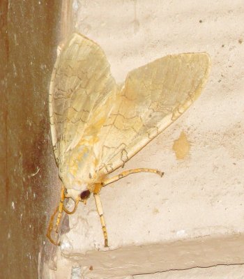 Banded Tussock Moth
