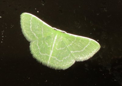 Wavy-Lined Emerald