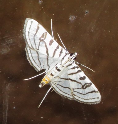 Zebra Conchylodes 