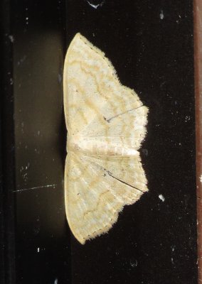 Geometer Moth Species