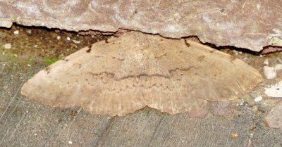 Moon-Lined Moth