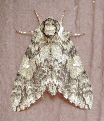 Waved Sphinx Moth