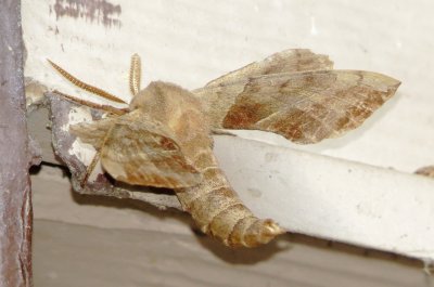 Walnut Sphinx Moth