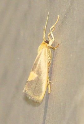 Lead-Colored Lichen Moth