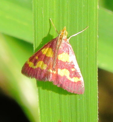 Coffee-Loving Pyrausta Moth
