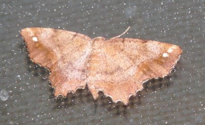 Esther Moth