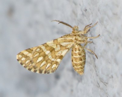 Green Broomweed Looper Moth