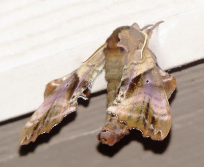 Blinded Sphinx Moth