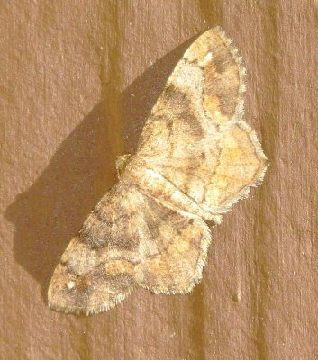 One-Spotted Variant