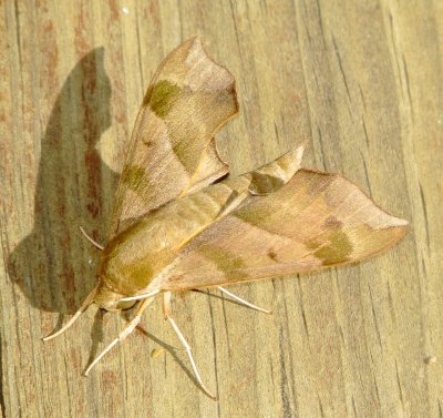 Virginia Creeper Sphinx Moth