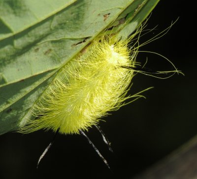 American Dagger Moth