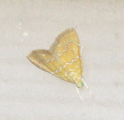 White-Roped Glaphyria
