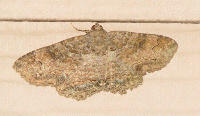 Maple Zale Moth