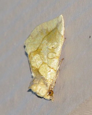 Gold Moth