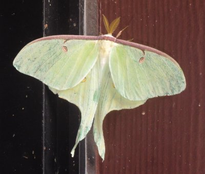 Luna Moth