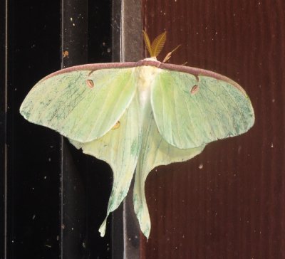 Luna Moth