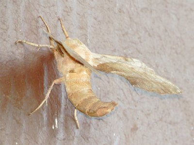 Walnut Sphinx Moth