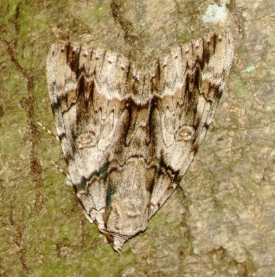 Widow Underwing