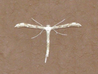 Plume Moth Species