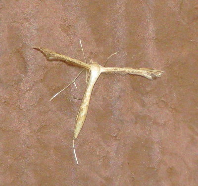 Plume Moth Species