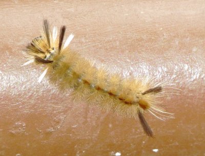 Banded Tussock Moth