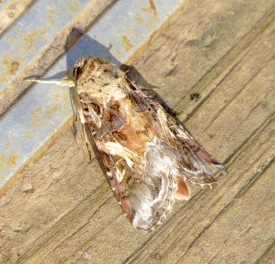 Yellow-Striped Armyworm Moth