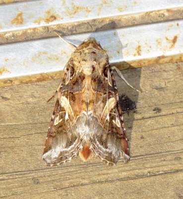 Yellow-Striped Armyworm Moth