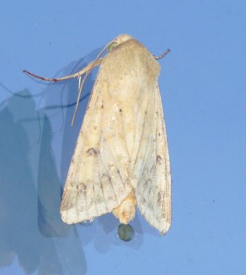 Unidentified Moth