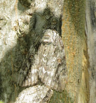 Underwing Moth Species