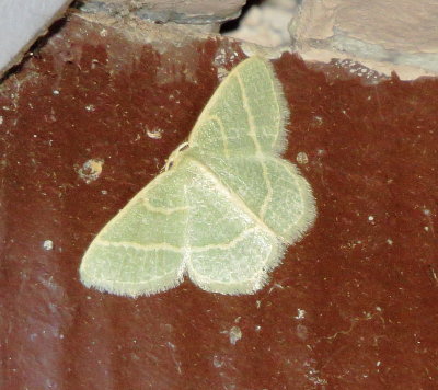 Blackberry Looper Moth