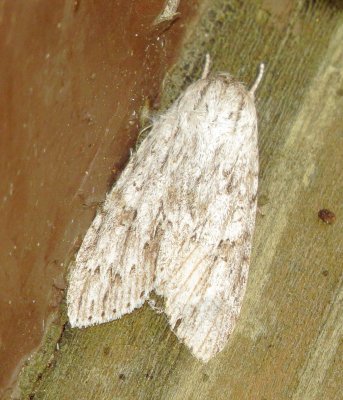 Smeared Dagger Moth